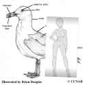 Gull_profile_Labels-3198660598