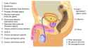 male-anat