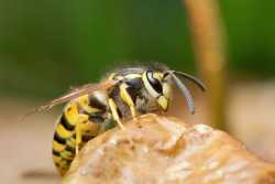 animals-insects-wasp