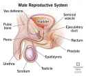 9117-male-reproductive-system