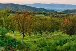 orchard-from-above-1