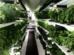 indoor farm