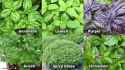 basil-varieties-amazing-herb-garden