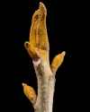 bitternut-hickory-twig-1236x1536-1993889832