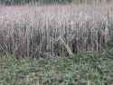 reeds