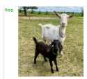 goats