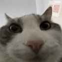 looks-inside-cat-meme