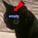black cat head empty no thoughts