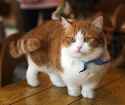 Munchkin_cat_2_(cropped)