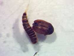 14 KB