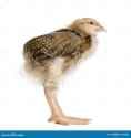 baby-chicken-long-legs-11785988-2489785467