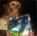 monkey_caprisun