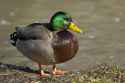 Male_mallard_duck_2