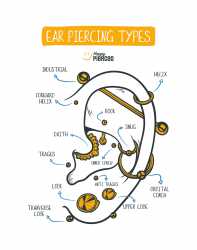 Ear-Piercing-Types-Happy-Pierced-in-Utah