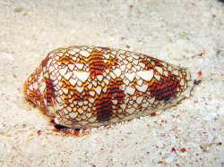 cone-snails-dangerous-venom-with-medicinal-uses