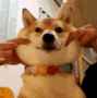 curated_gif2753457323656749963