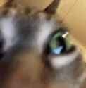cat cray