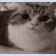 cat-funny