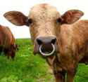 moo