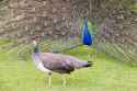 male_and_females_peacocks
