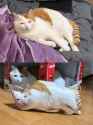 catcopie