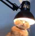 catlamp