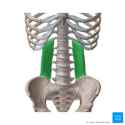 500px-Quadratus_lumborum_-_Kenhub