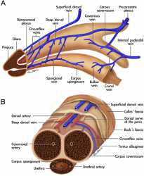 Schematic-illustrations-of-the-conventional-penile-tunical-and-venous-anatomy-A