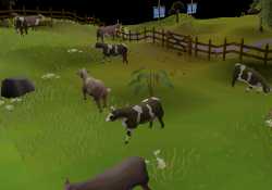 Lumbridge cow field