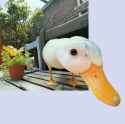 Duckhead