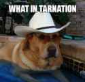 what-in-tarnation