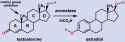 Testosterone_estradiol_conversion