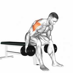 Seated-Rear-Delt-Fly