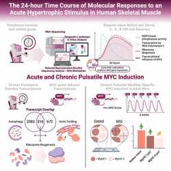 MYC-induction