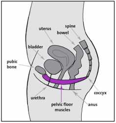 pelvicfloor