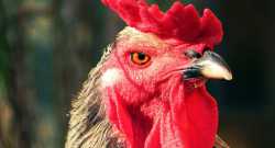 angry-red-rooster-closeup-8agy9249yypuzen7