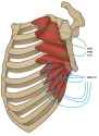 Serratus Anterior Overview