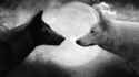 2wolves