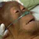 dying-monkey-dying