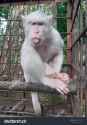 stock-photo-a-kind-of-albino-white-monkey-that-is-rarely-found-in-the-wild-1665947941