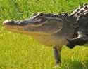 gatorrific