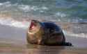 can-someone-help-me-find-some-more-photos-of-fat-puffy-seals-v0-xrdswr6dmgq11.jpg