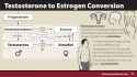 img-infographic-TestosteronetoEstrogenConversion-1024x576.jpg