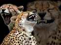 laughingCheetahs