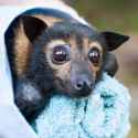 flying-fox