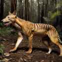 thylacine