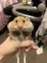 happy hamster