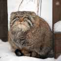 Grustinka-manul-cat