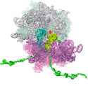 ribosome