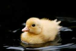 How-To-Raise-A-Baby-Duck-scaled-1